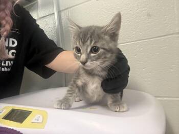 Yamaha -  Domestic Short Hair Cat for Adoption in Cincinnati, Ohio - Yamaha | PetCurious