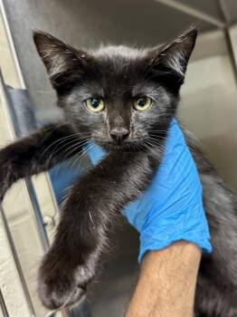 Royal -  Domestic Short Hair Cat for Adoption in Wichita, Kansas - Royal | PetCurious
