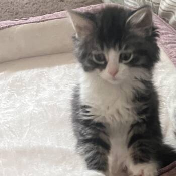 Domestic Long Hair and Tabby Cats Available for Adoption in Wyandotte, Michigan - Nac | PetCurious