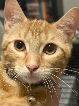John (BC) -  American Shorthair Cat for Adoption in Schertz, Texas - John (BC) | PetCurious