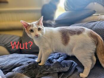 Rescue Domestic Short Hair Cats for Adoption - Lemon | PetCurious