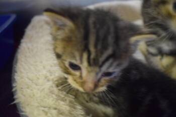 Domestic Short Hair Cats Available for Adoption in Pahrump, Nevada - Juliet (Romeo) (Lexi K2) | PetCurious