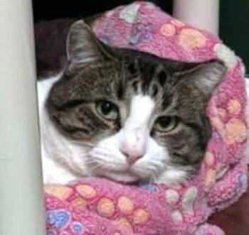 Domestic Short Hair Cats Available for Adoption - NOAH | PetCurious