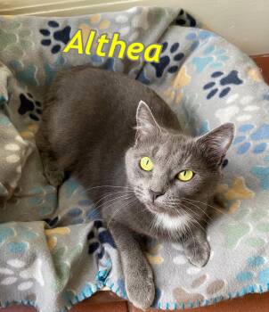 Althea -  Domestic Short Hair Cat Available for Adoption in Rochester, New Hampshire - Althea | PetCurious