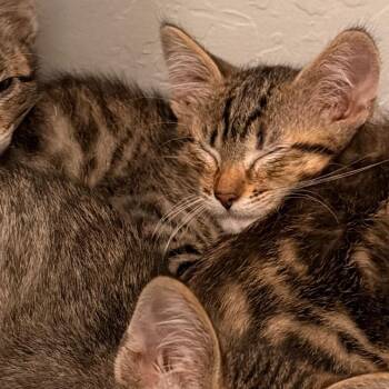 Triscuit -  Domestic Short Hair Cat for Adoption in Vallejo, California - Triscuit | PetCurious