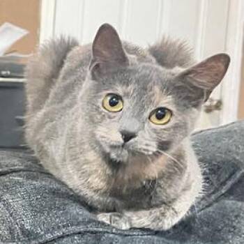 Domestic Short Hair Cats Available for Adoption - Aria | PetCurious
