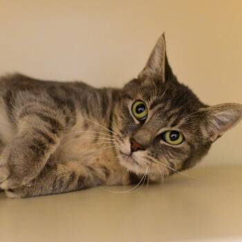 Funnel Cake -  Domestic Short Hair Cat for Adoption in Idaho Falls, Idaho - Funnel Cake | PetCurious