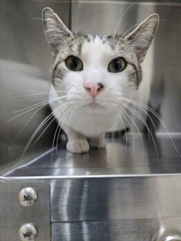 Booboo -  Domestic Short Hair Cat for Adoption in Sherwood, Oregon - Booboo | PetCurious