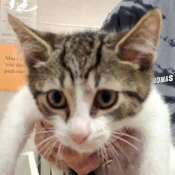 Gabe -  Domestic Short Hair Cat for Adoption in Zanesville, Ohio - Gabe | PetCurious