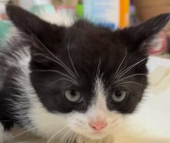 SPICE -  Domestic Short Hair Cat Available for Adoption in Elizabethton, Tennessee - SPICE | PetCurious