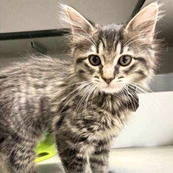 Domestic Medium Hair Cats Available for Adoption in Aurora, Colorado - POE | PetCurious