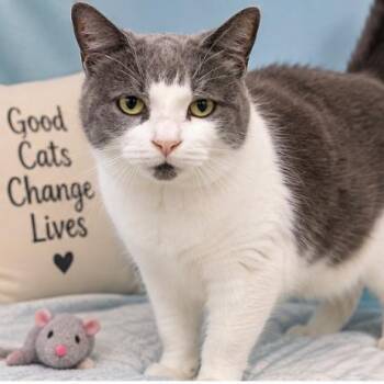 Waffles -  Domestic Short Hair Cat for Adoption in Traverse City, Michigan - Waffles | PetCurious