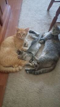 American Shorthair Cats Available for Adoption in Manhattan Beach, California - Orange Tiger Poly!! Polydactyly! | PetCurious