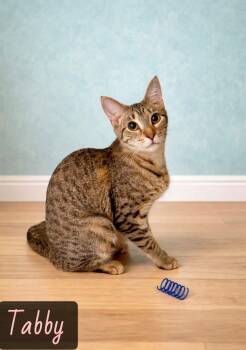 Domestic Short Hair Cats Available for Adoption in Englewood, Florida - Tabby | PetCurious