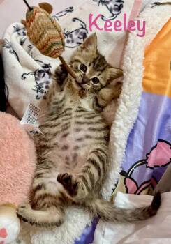 Keeley -  Domestic Short Hair Cat for Adoption in Reston, Virginia - Keeley | PetCurious