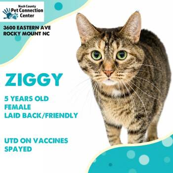 ZIGGY  Available NOW - ADOPTION or RESCUE! -  Domestic Short Hair Cat for Adoption in Nashville, North Carolina - ZIGGY  Available NOW - ADOPTION Or RESCUE! | PetCurious