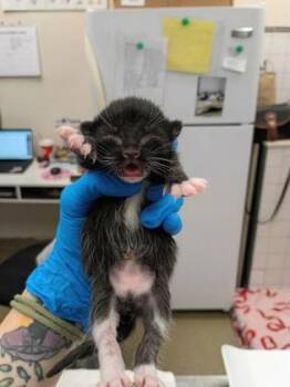 Honor -  Domestic Short Hair Cat for Adoption in Palm Coast, Florida - Honor | PetCurious