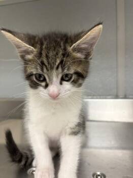 ED -  Domestic Short Hair Cat for Adoption in Las Vegas, Nevada - ED | PetCurious