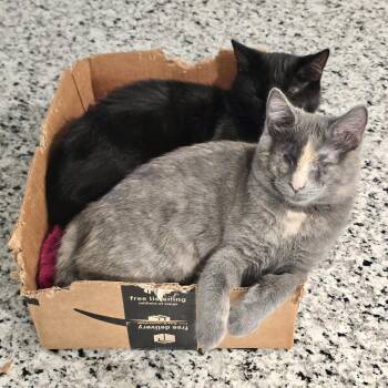 Aurora (Bonded with Bandit) -  Domestic Short Hair Cat for Adoption in Reston, Virginia - Aurora (Bonded With Bandit) | PetCurious