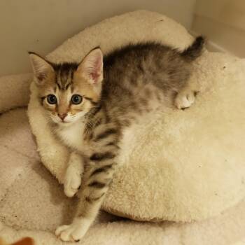 Dickory -  Domestic Medium Hair Cat for Adoption in Madisonville, Tennessee - Dickory | PetCurious