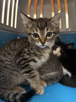 Clarice -  Domestic Short Hair Cat for Adoption in Santa Rosa, California - Clarice | PetCurious