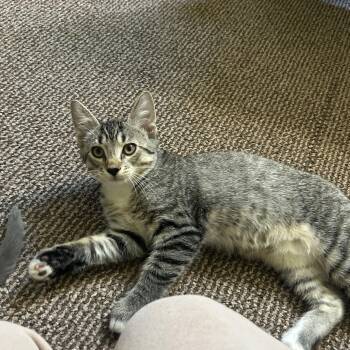 Greg -  Domestic Short Hair Cat for Adoption in Hudson, New York - Greg | PetCurious