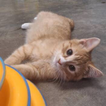 Ilya -  Domestic Short Hair Cat for Adoption in Albert Lea, Minnesota - Ilya | PetCurious