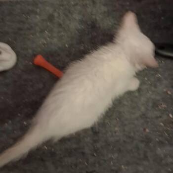 Flame -  Siamese Cat for Adoption in Mount Vernon, Arkansas - Flame | PetCurious