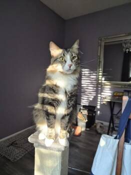 Chalupa -  Domestic Medium Hair Cat for Adoption in Vancouver, Washington - Chalupa | PetCurious