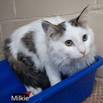 Domestic Long Hair Cats Available for Adoption - Milkie | PetCurious