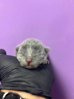 60658904 -  Domestic Short Hair Cat Available for Adoption in El Paso, Texas - 60658904 | PetCurious