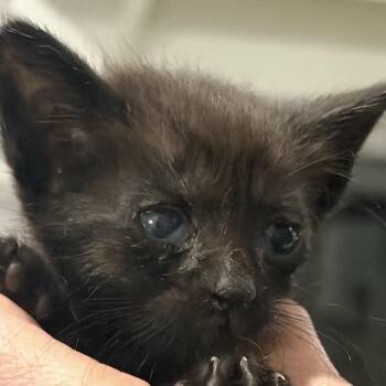 Venice -  Domestic Short Hair Cat for Adoption in Bentonville, Arkansas - Venice | PetCurious