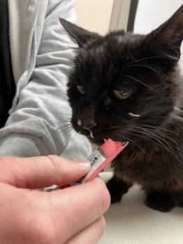 Domestic Medium Hair and Domestic Short Hair Cats Available for Adoption in Longmont, Colorado - Wendell | PetCurious