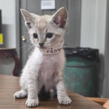 Blossom -  Domestic Short Hair Cat Available for Adoption in Clanton, Alabama - Blossom | PetCurious