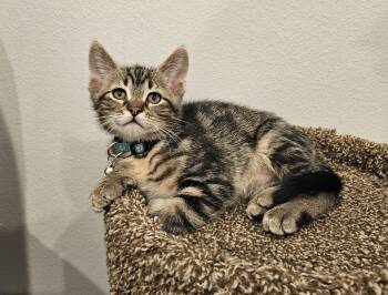 Domestic Short Hair Cats Available for Adoption in Stoughton, Wisconsin - Miny | PetCurious