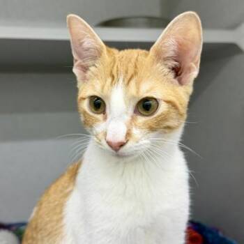 Scrump -  Domestic Short Hair Cat for Adoption in Atlanta, Georgia - Scrump | PetCurious