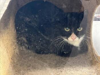 ECLIPSE -  Domestic Short Hair Cat for Adoption in Loveland, Colorado - ECLIPSE | PetCurious