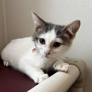 Matthew Purry -  Domestic Short Hair Cat for Adoption in Brighton, Missouri - Matthew Purry | PetCurious