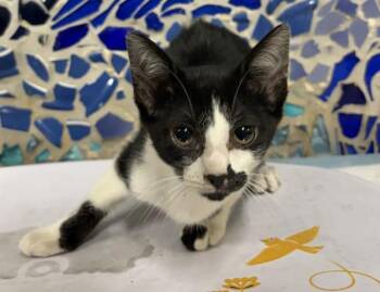 NIGHTINGALE -  Domestic Short Hair Cat for Adoption in Pensacola, Florida - NIGHTINGALE | PetCurious