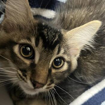 Jorge -  Domestic Short Hair Cat for Adoption in Yuma, Arizona - Jorge | PetCurious