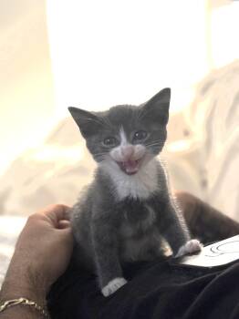 Rambo -  Domestic Short Hair Cat for Adoption - Rambo | PetCurious