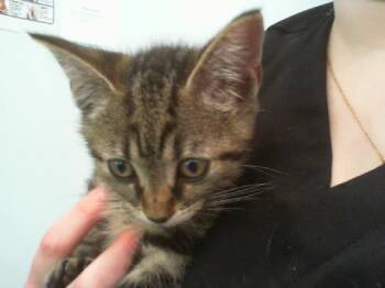 A1265789 -  Domestic Short Hair Cat for Adoption in Charlotte, North Carolina - A1265789 | PetCurious