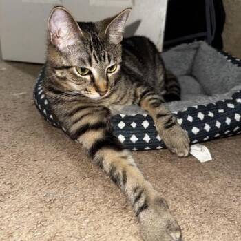 Tabby and Domestic Short Hair Cats Available for Adoption in Liverpool, Texas - Ophelia | PetCurious