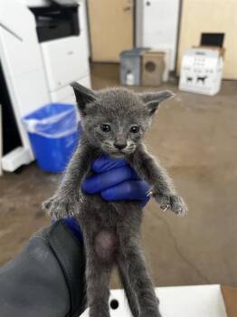KIT KAT -  Domestic Medium Hair Cat for Adoption in Dallas, Texas - KIT KAT | PetCurious