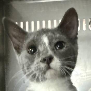 BADGER -  Domestic Short Hair Cat for Adoption in Gresham, Wisconsin - BADGER | PetCurious