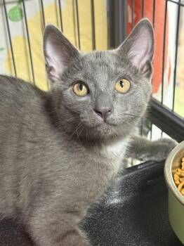 Oren -  Domestic Short Hair Cat for Adoption in Mount Laurel Township, New Jersey - Oren | PetCurious