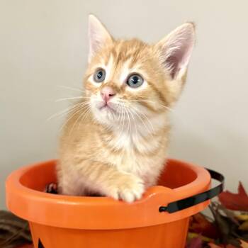 Treat -  Domestic Short Hair and Tabby Cat for Adoption in Charles City, Iowa - Treat | PetCurious