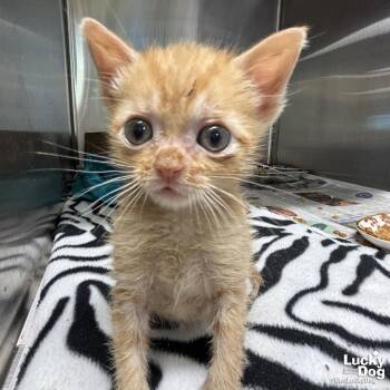 Simon -  Domestic Short Hair Cat for Adoption in Washington, District Of Columbia - Simon | PetCurious