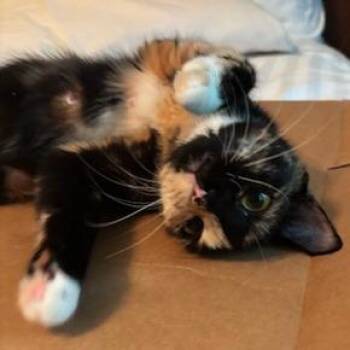 MacKenna -  Domestic Short Hair Cat for Adoption in Cumming, Georgia - MacKenna | PetCurious