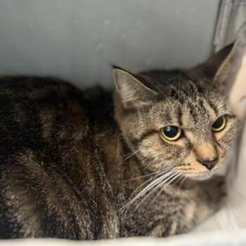 Marisol -  Domestic Short Hair Cat for Adoption in New York, New York - Marisol | PetCurious